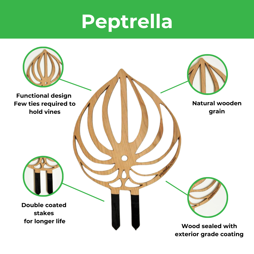 Peptrella - Plant trellis inspired by watermelon peperomia
