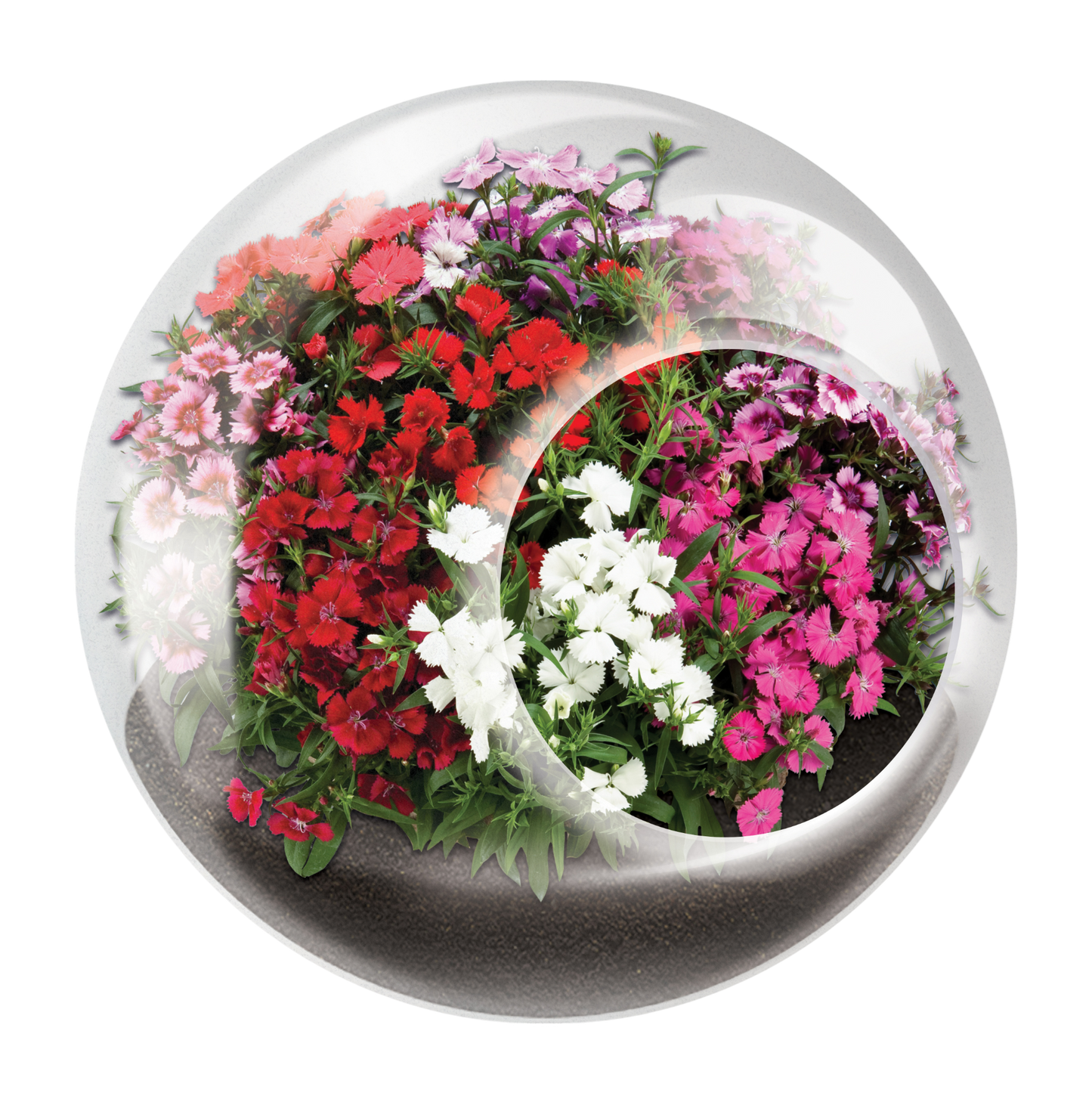 Flowering Tiny Terrariums Bundle - 1 each of 6 Varieties