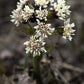 100 ARCTIC SWEET COLTSFOOT Petasites Frigidus Sun Shade Moist White Pink Flower Herb Seeds
