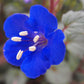 200 CALIFORNIA BLUEBELL (Wild Canterbury Bells / Desert Blue Bell) Phacelia Campanularia Flower Seeds