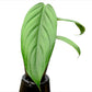 Philodendron asplundii (seedling)