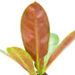 Philodendron insigne purple
