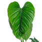 Philodendron rubrocinctum Platinum