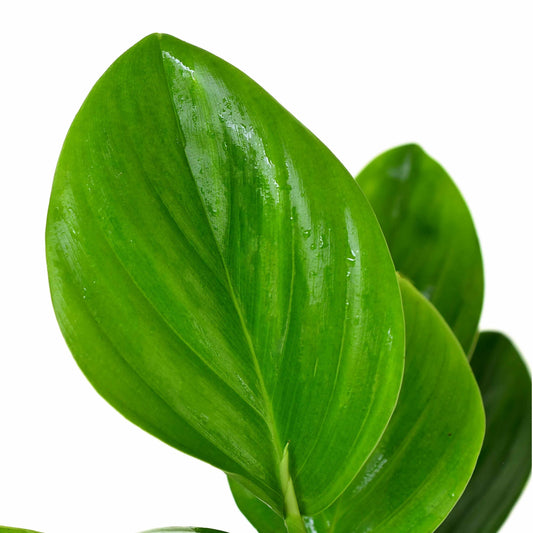 Philodendron pteromischum 'Orellana'