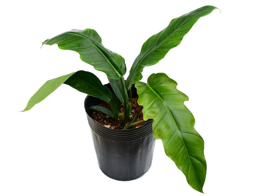 Philodendron Angel Eyes