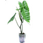 Philodendron Burle Marx