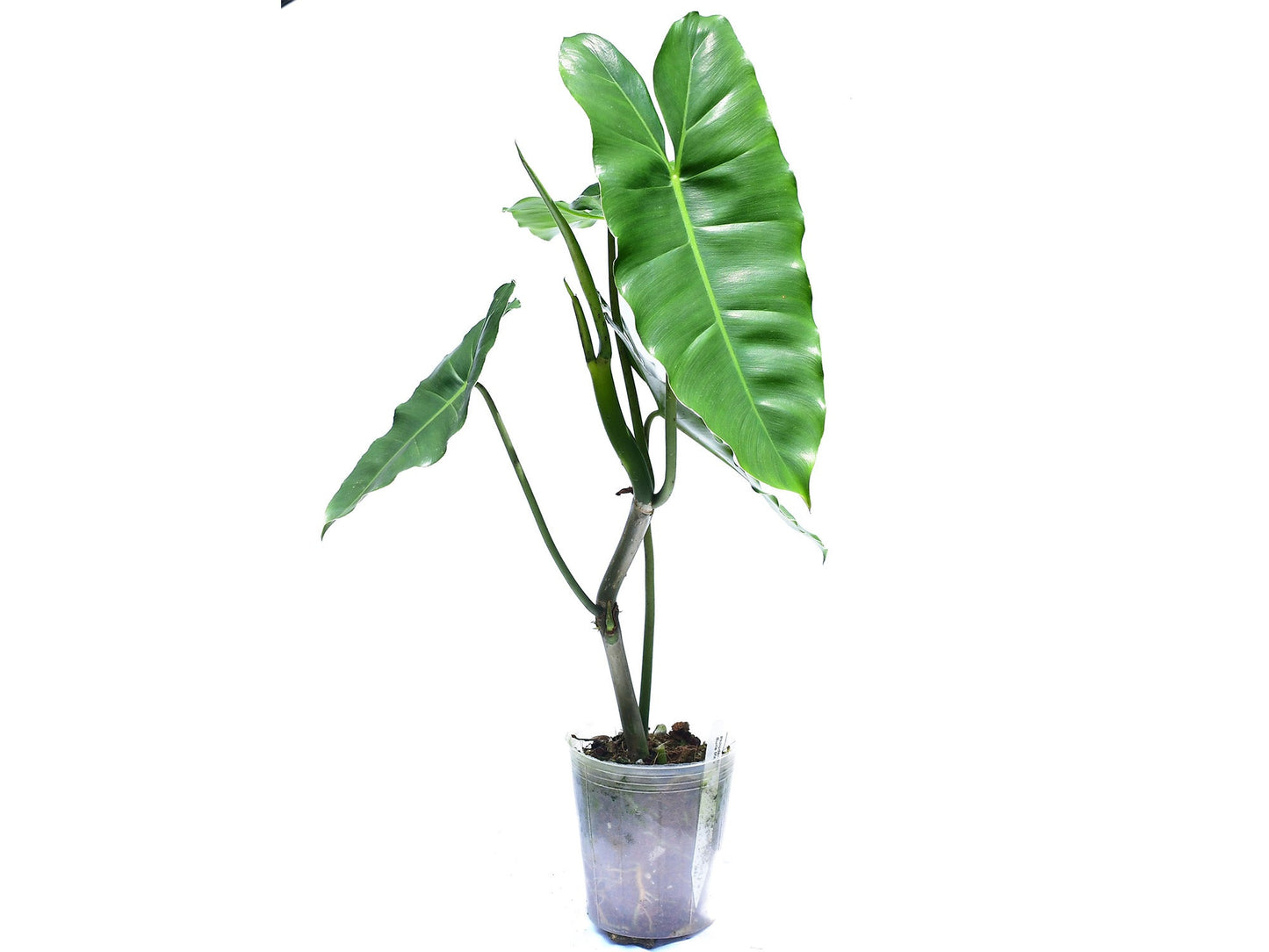 Philodendron Burle Marx