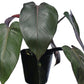 Philodendron Majesty