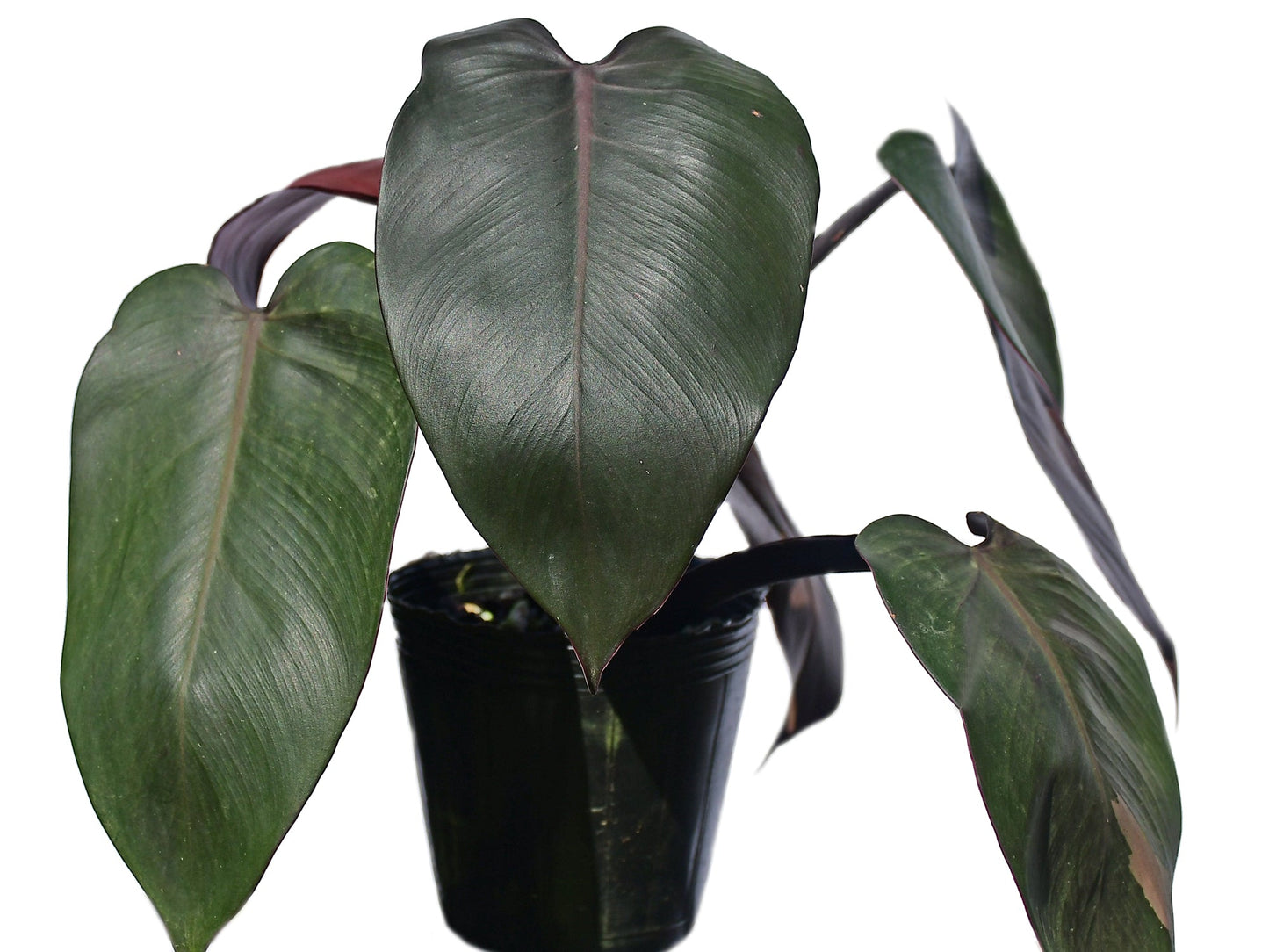 Philodendron Majesty