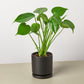 Monstera 'Split-Leaf' I  These plants have glossy, heart shaped leaves which develops its unique splits 
