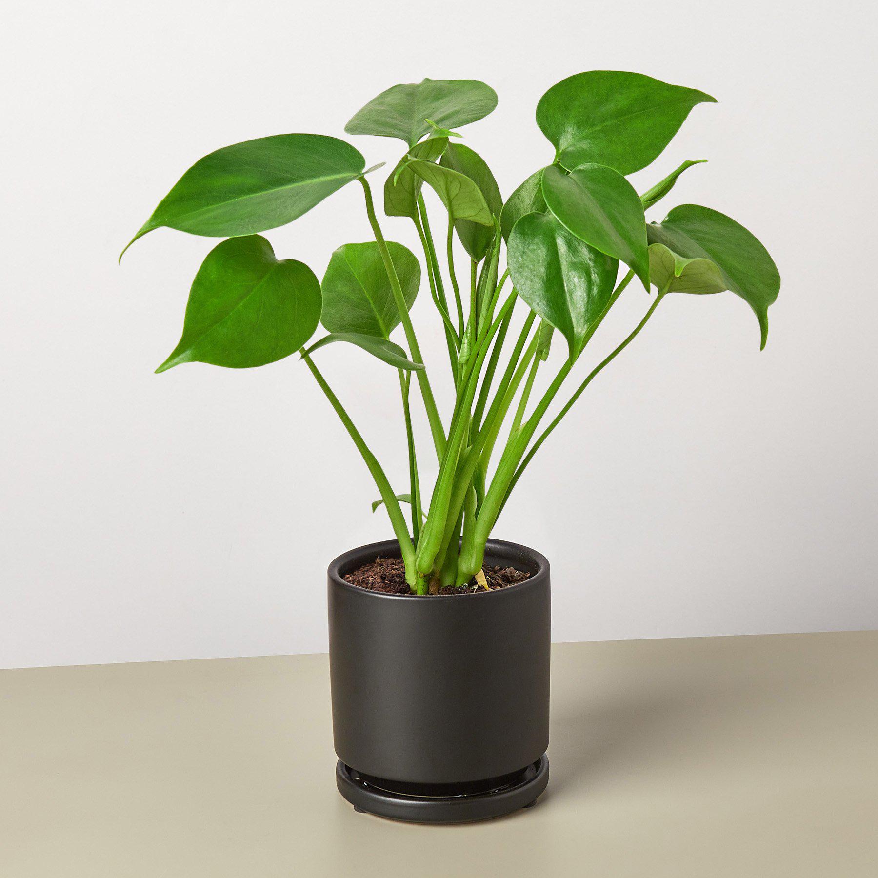 Monstera 'Split-Leaf' I  These plants have glossy, heart shaped leaves which develops its unique splits 