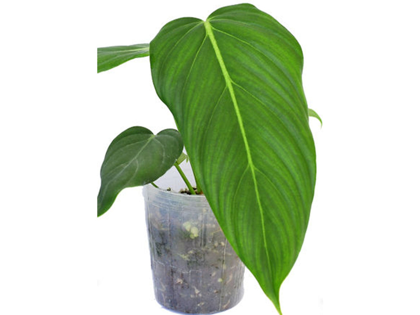 Philodendron Morning Sun