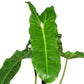 Philodendron Paraiso Verde