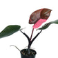 Philodendron Red Brown