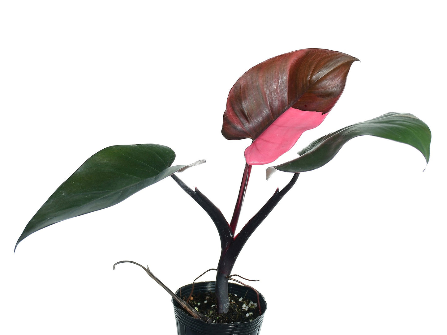 Philodendron Red Brown