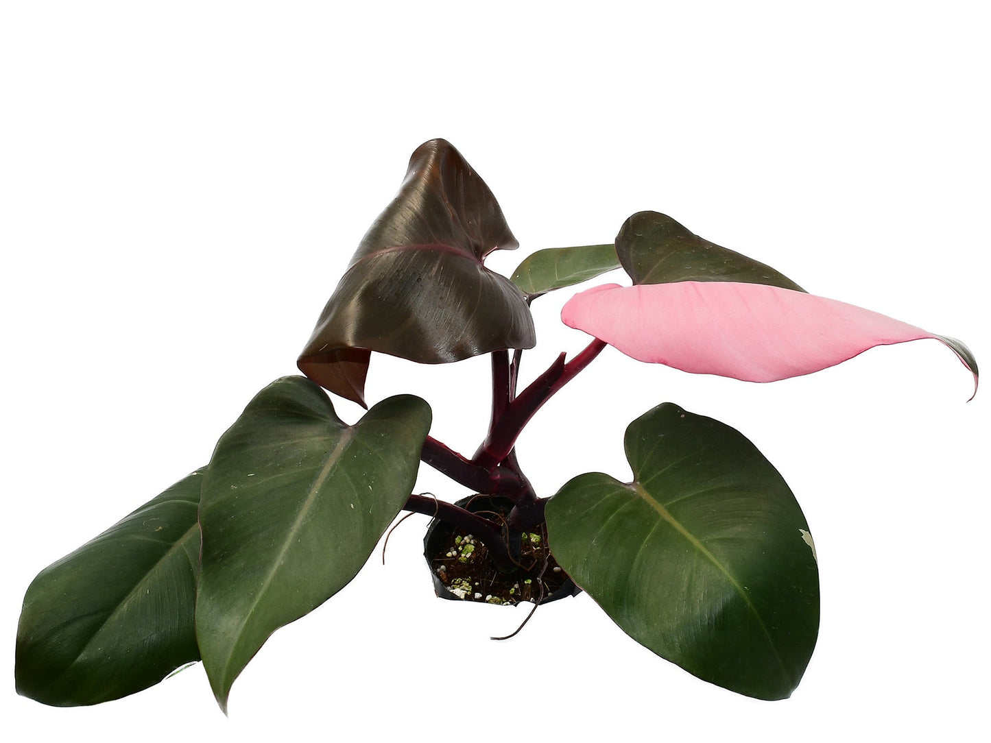 Philodendron Red Brown