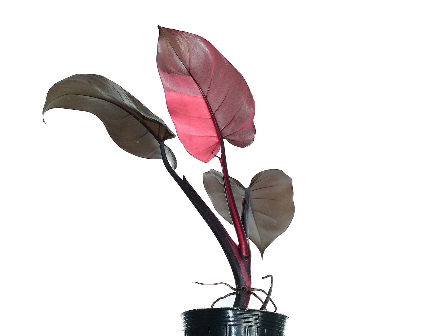 Philodendron Red Brown