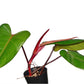 Philodendron Red Emerald