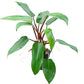 Philodendron Red Emerald