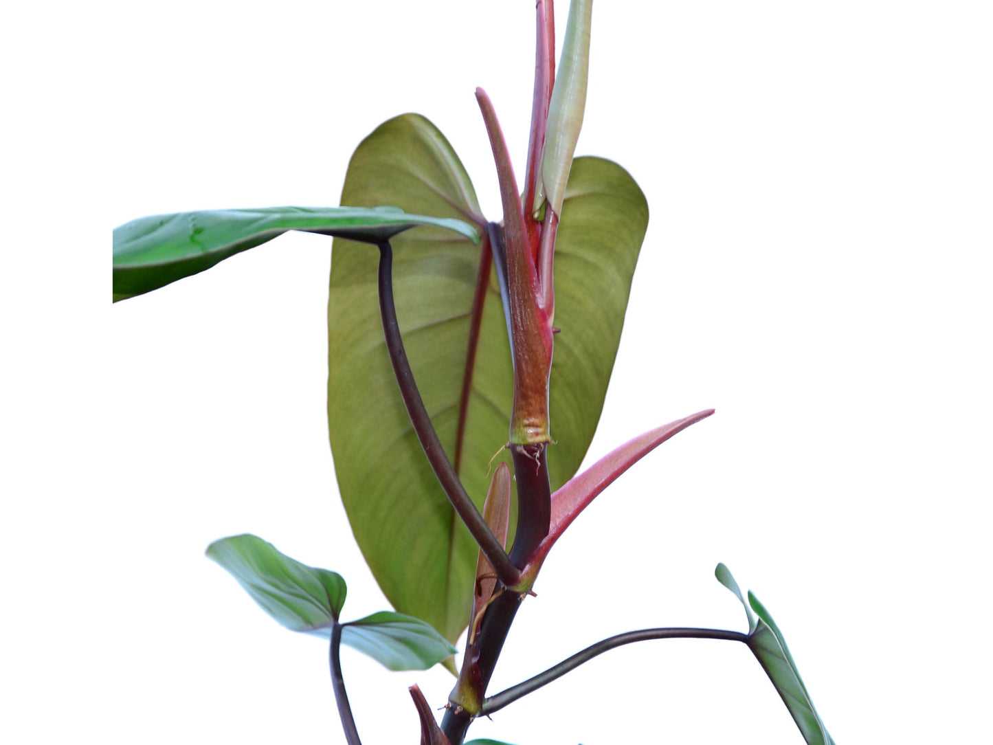 Philodendron Red Emerald