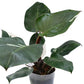 Philodendron White Princess