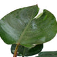 Philodendron White Princess