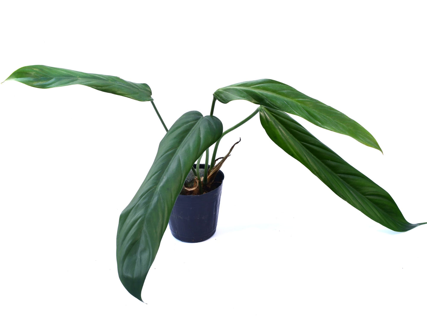 Philodendron asplundii (seedling)