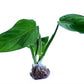Philodendron atratum
