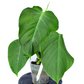 Philodendron atratum