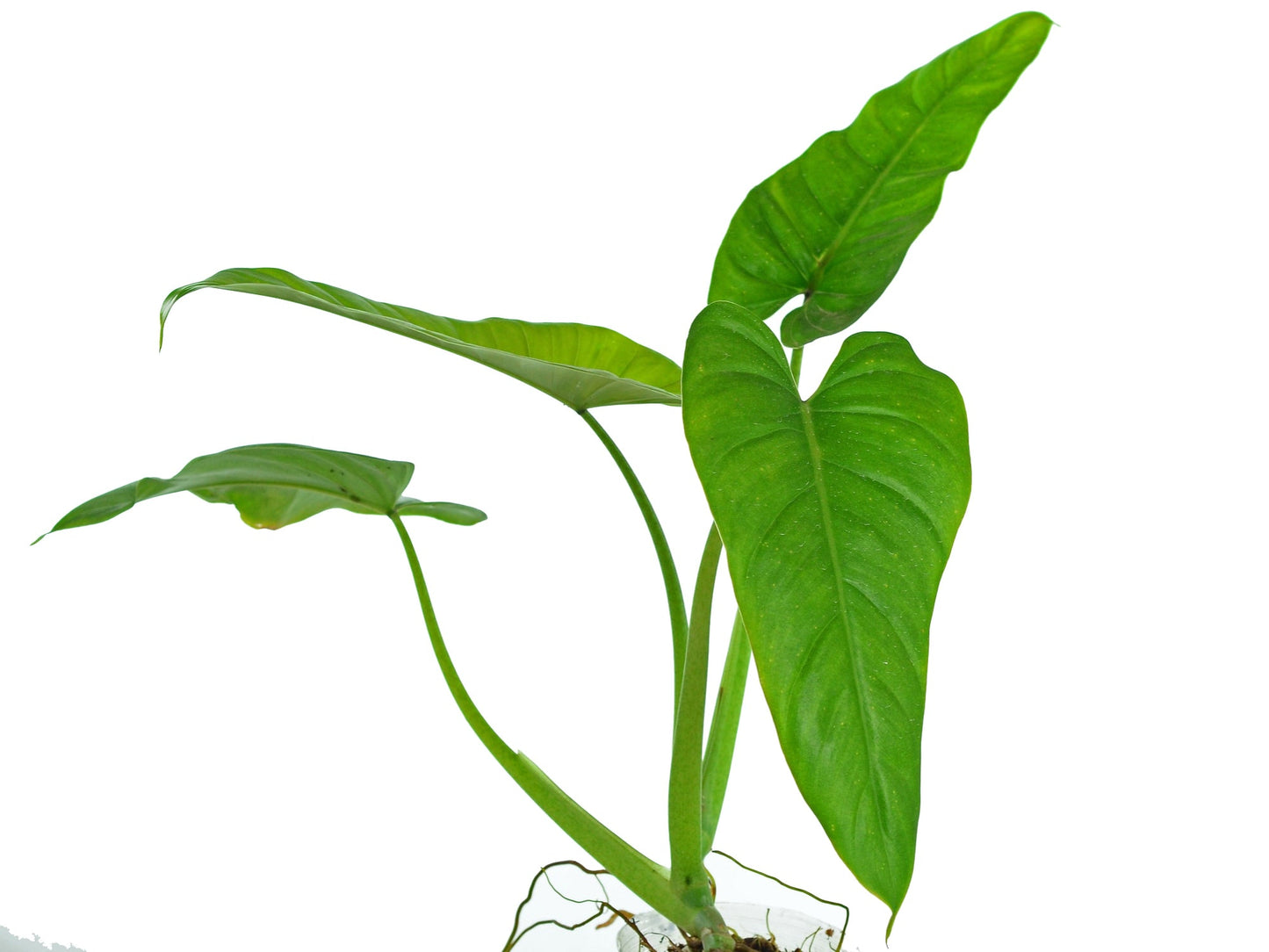 Philodendron deflexum
