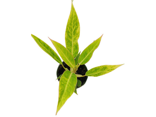 Philodendron domesticum Calkins gold