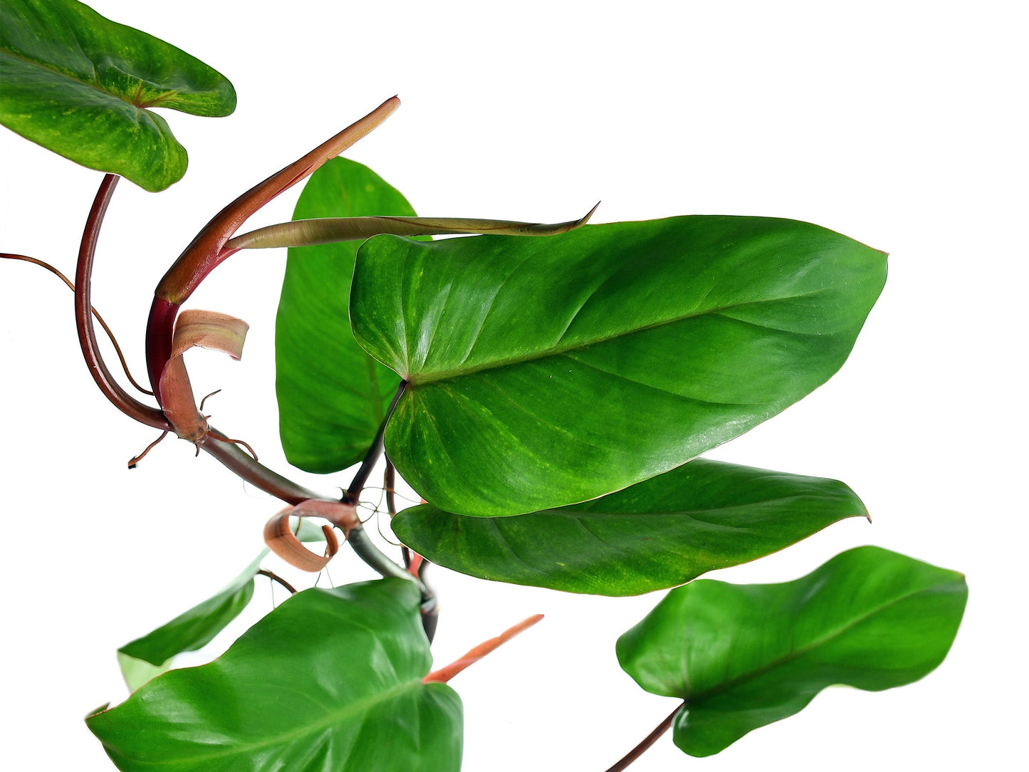 Philodendron erubescens