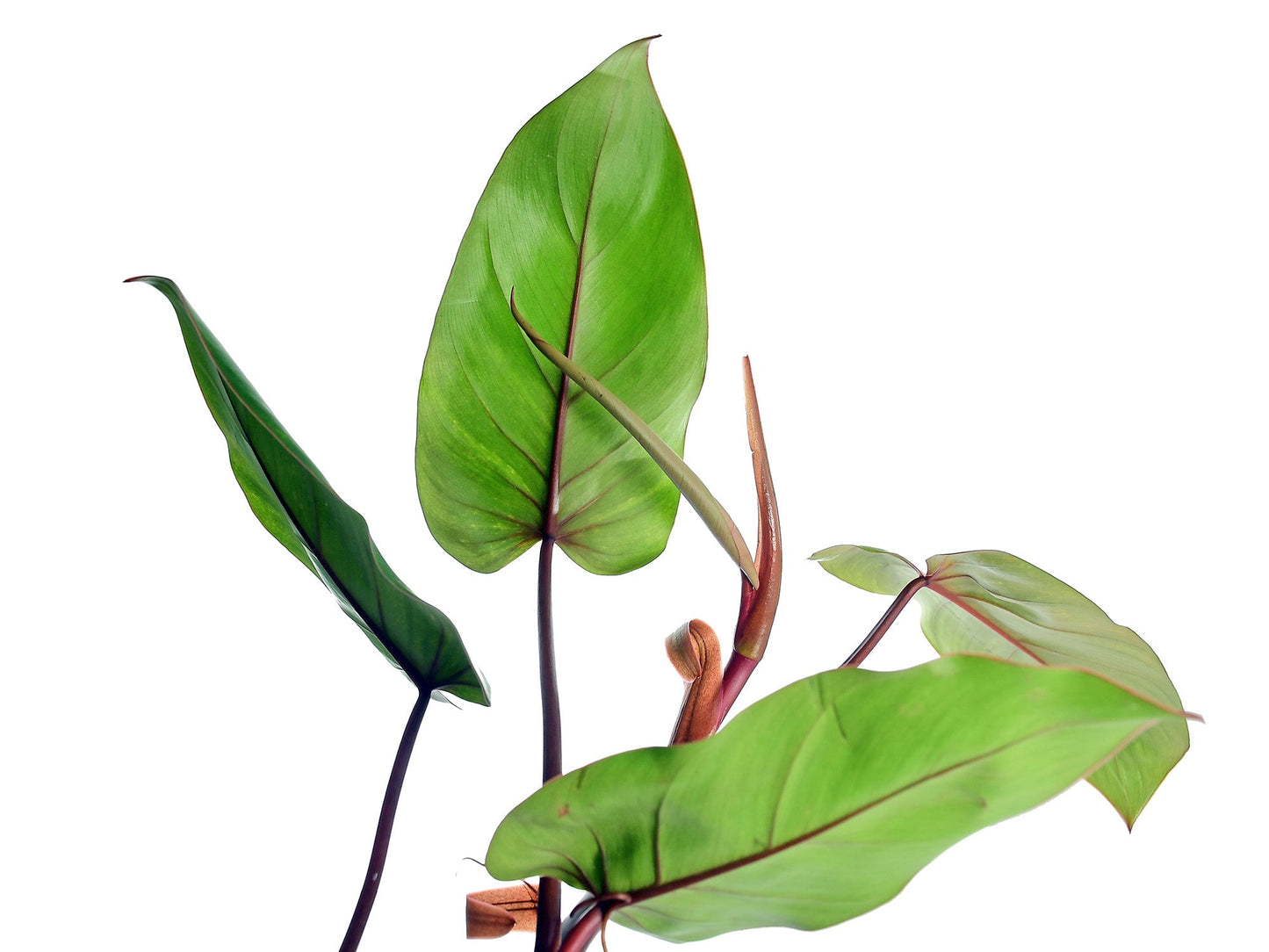 Philodendron erubescens