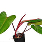 Philodendron erubescens