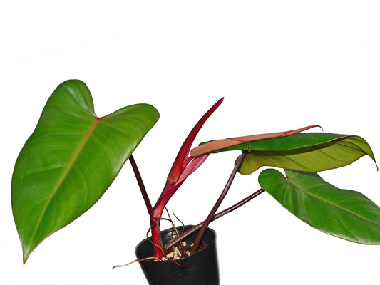 Philodendron erubescens