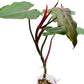 Philodendron erubescens Chocolate