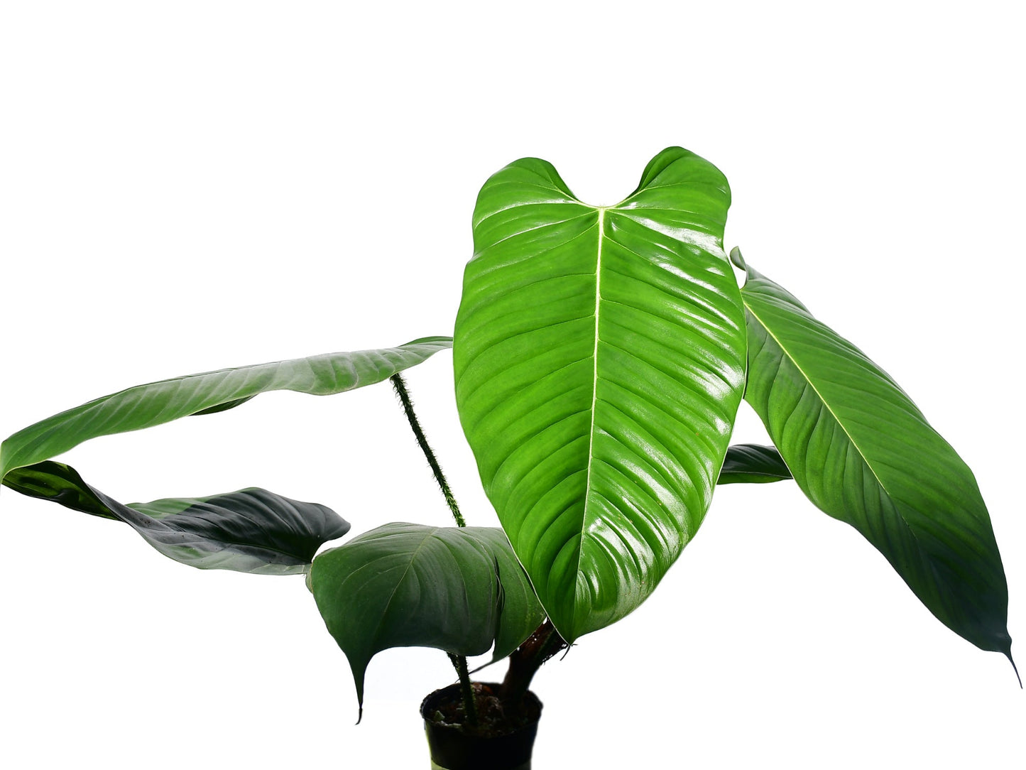 Philodendron genevieveanum