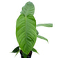 Philodendron genevieveanum