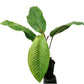 Philodendron geniculatum (seedling)