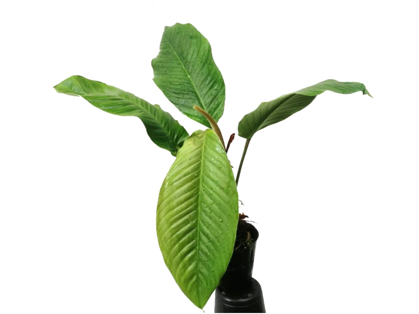 Philodendron geniculatum (seedling)