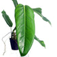 Philodendron heleniae subsp. heleniae