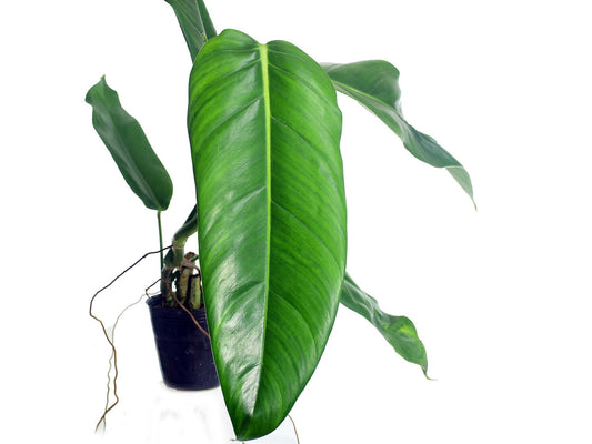 Philodendron heleniae subsp. heleniae