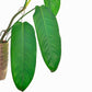 Philodendron heleniae subsp. heleniae