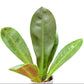 Philodendron insigne purple