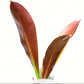 Philodendron insigne purple