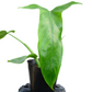Philodendron micranthum