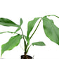 Philodendron micranthum
