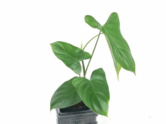 Philodendron oxapampense Fedec