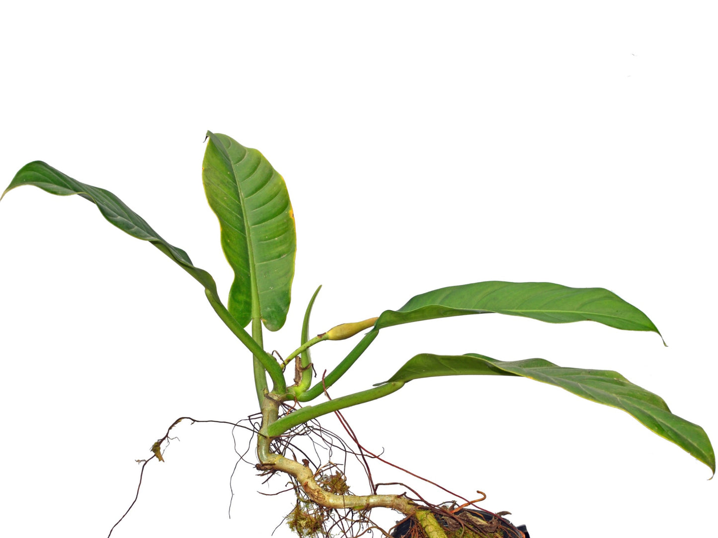 Philodendron parvilobum