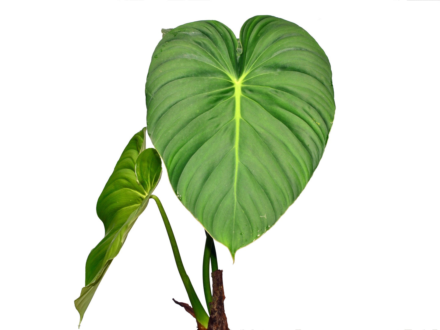 Philodendron pastazanum